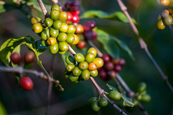 Coffee Varieties Explained