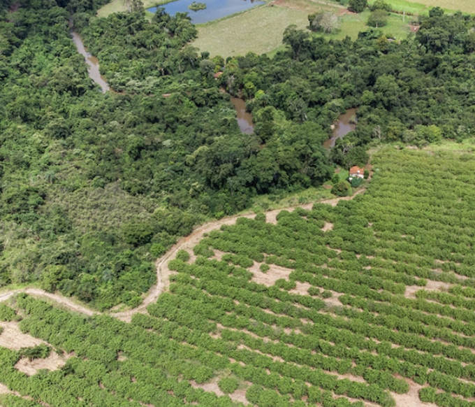 Sustainability in Coffee: What Does ‘Regenerative Agriculture’ Mean for Your Morning Cup?
