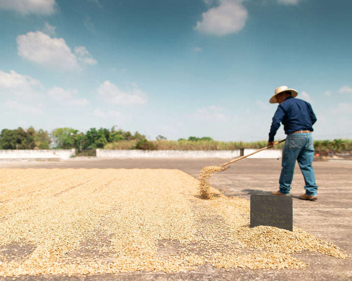 Single Origin Coffee Explained: What It Means and Why It Matters